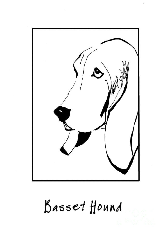 636x900 basset hound drawing - Hound Drawing