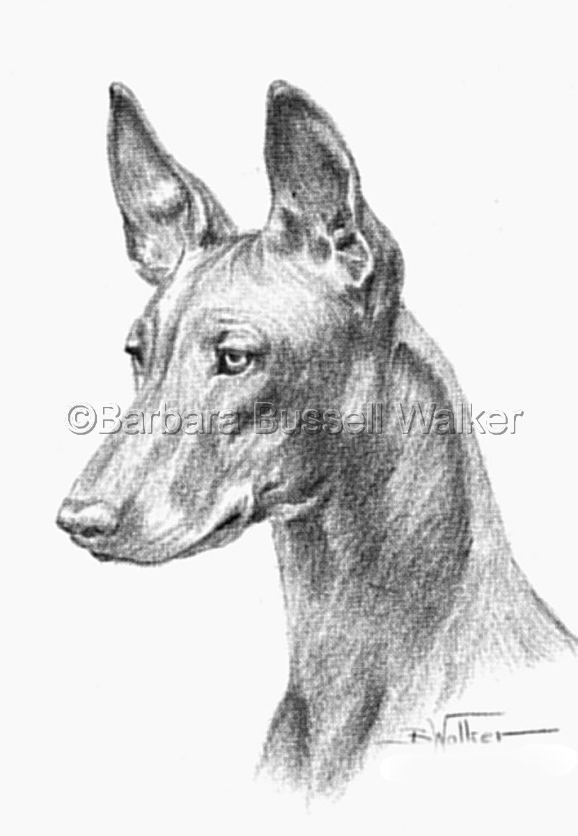 830x1200 drawing head of a pharaoh hound - Hound Drawing