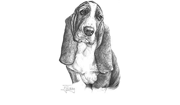 600x350 gdf galleries basset hound drawing giclee print - Hound Drawing