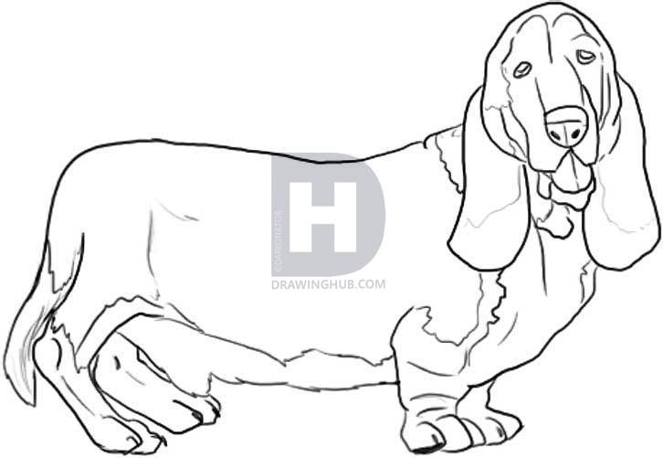 726x501 how to draw a hound, step - Hound Drawing
