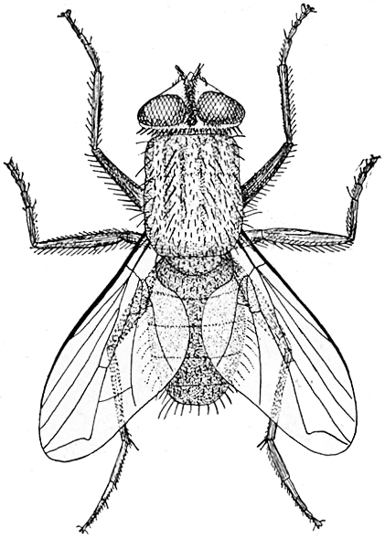 421x590 house fly characteristics, life cycle and control measures howmed - House Fly Drawing