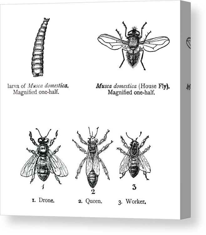659x750 House Fly And Bee Illustrations Canvas Print Canvas Art - House Fly Drawing