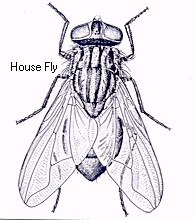 194x220 House Fly Drawing - House Fly Drawing