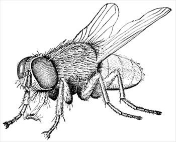 350x284 House Fly Free Clipart Creepvalley Insect Coloring Pages - House Fly Drawing