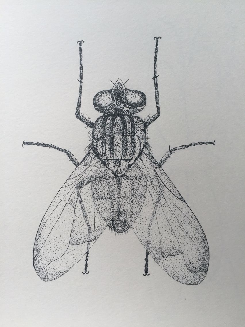 852x1136 House Fly - House Fly Drawing