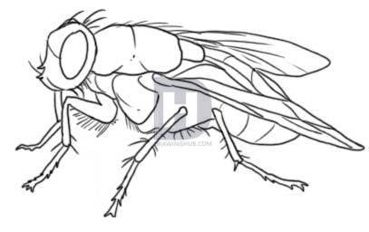 407x256 How To Draw A Fly, Step - House Fly Drawing