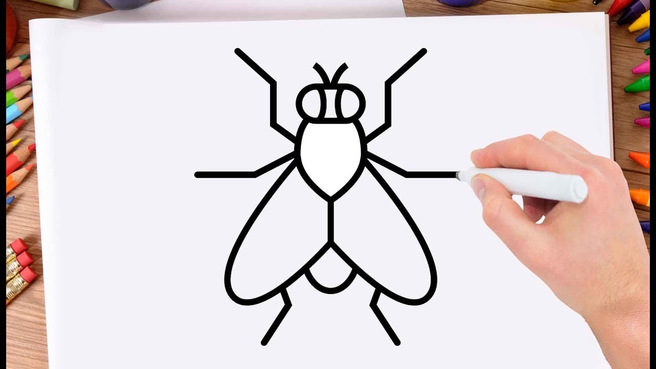 1280x720 How To Draw Fly Step - House Fly Drawing