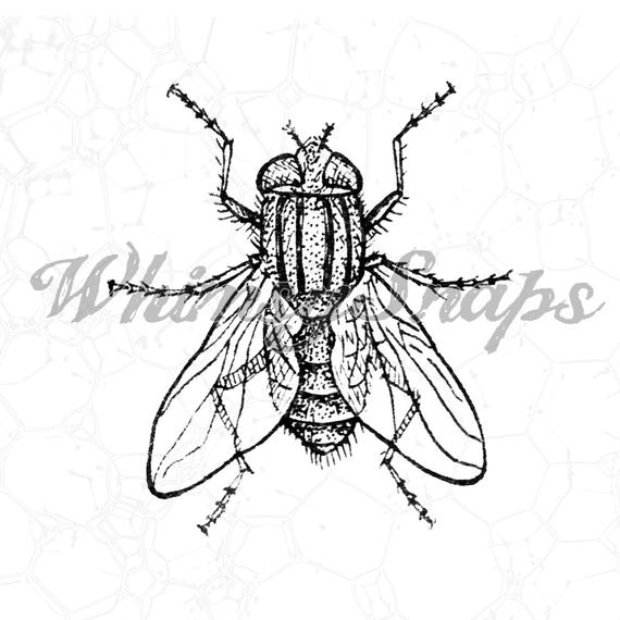 House Fly Drawing at PaintingValley.com | Explore collection of House ...