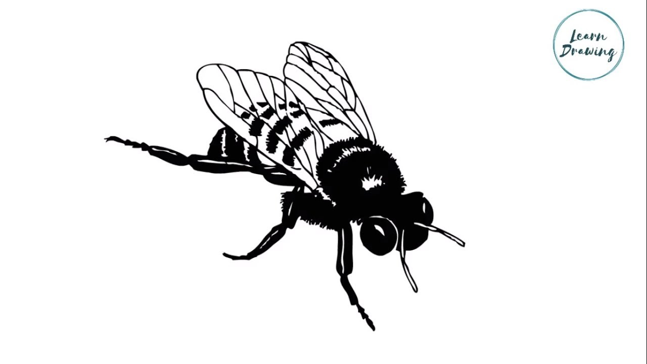 1280x720 How To Draw A House Fly Step - House Fly Drawing