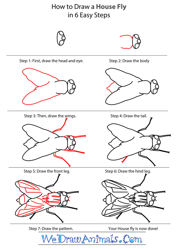 600x834 How To Draw A House Fly - House Fly Drawing