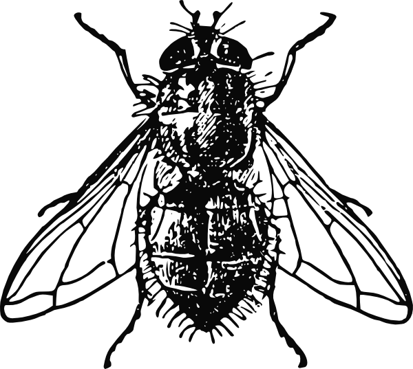 600x537 peterm housefly clip art - House Fly Drawing