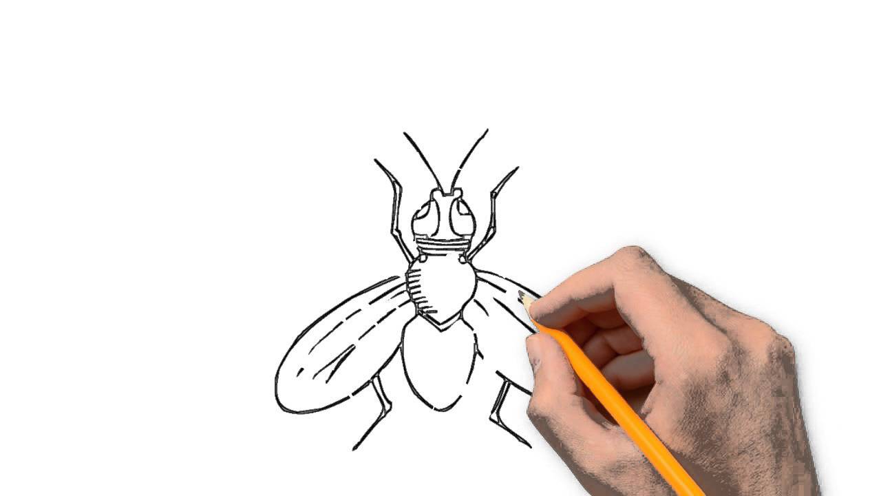 1280x720 Fly Animals Pencil To Draw Step - House Fly Drawing