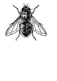 189x267 how to draw a housefly - House Fly Drawing