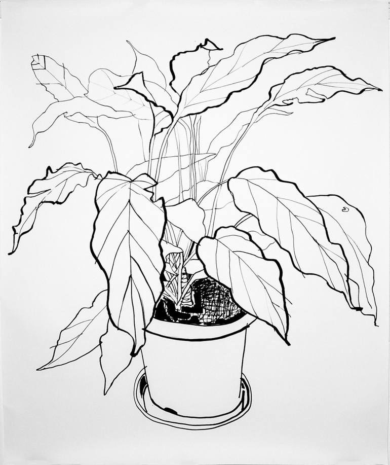 770x917 Peace Lily Drawing - House Plant Drawing