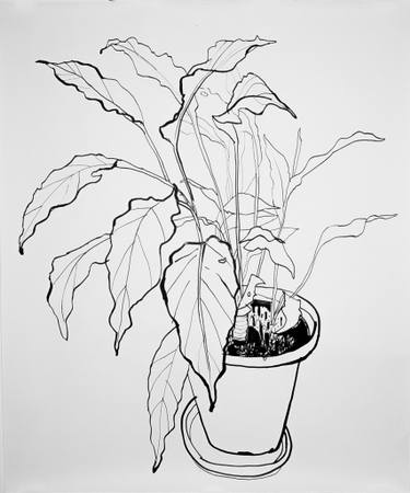 375x450 Peace Lily Drawing - House Plant Drawing