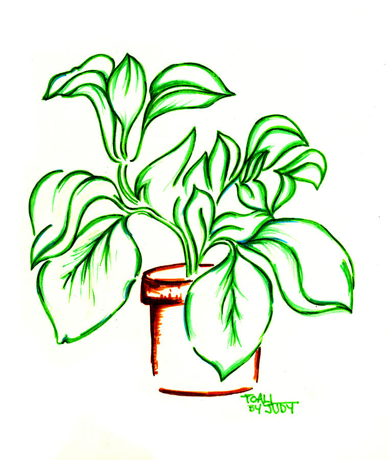 761x900 Plant Drawing - House Plant Drawing