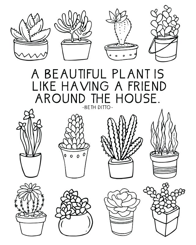 640x800 Succulents Drawing House Plant For Free Download - House Plant Drawing