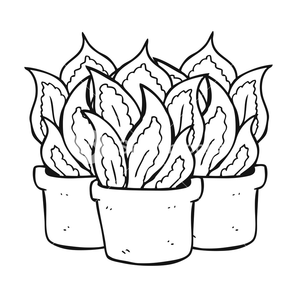 1000x1000 Freehand Drawn Black And White Cartoon House Plants Royalty Free - House Plant Drawing