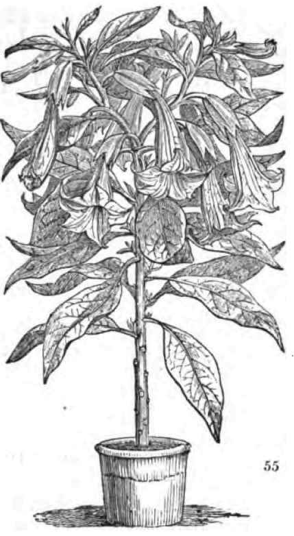 429x782 design xii to lay out, and plant the grounds of a double suburban - House Plant Drawing