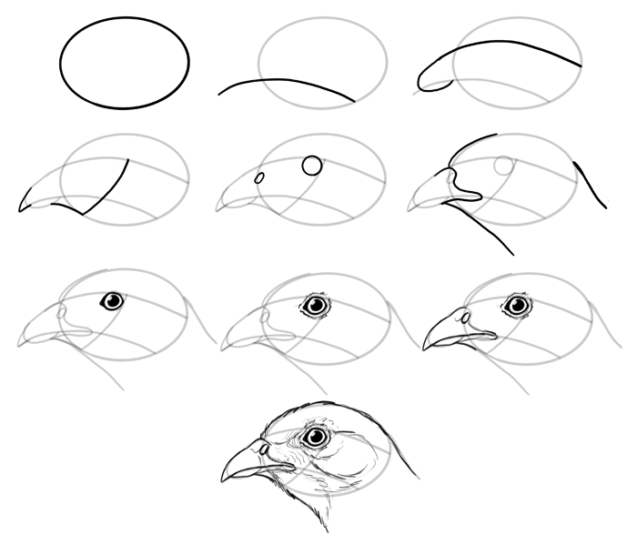 700x610 How To Draw Birds Step - How Drawing