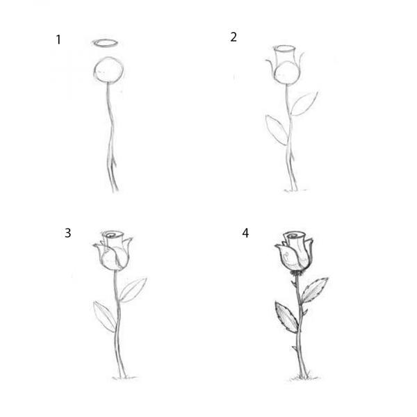 600x600 How To Draw A Rose Using A Pencil Or Charcoal Step - How Drawing A Rose