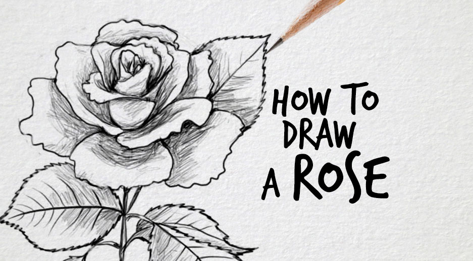 937x518 How To Draw A Rose - How Drawing A Rose
