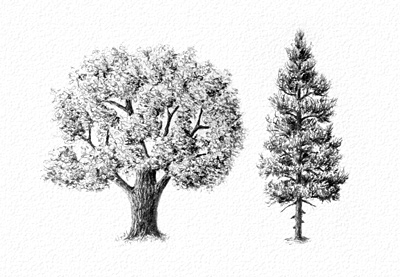400x277 How To Draw Trees - How Drawing How Drawing