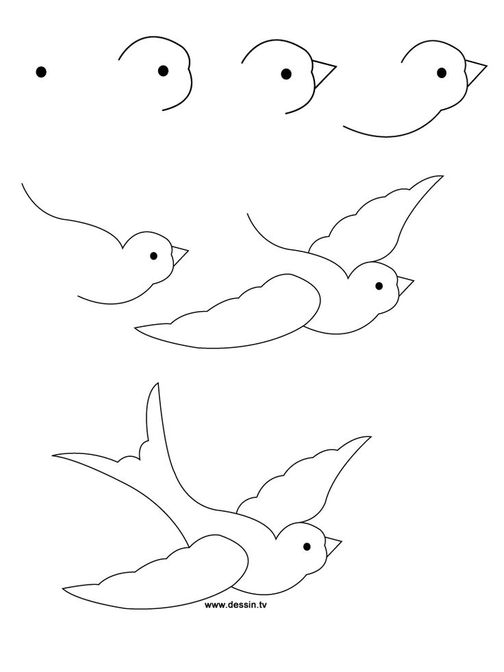 736x981 How To Draw A Bird Step - How Drawing How Drawing