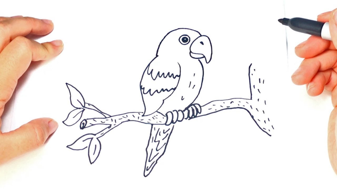 1280x720 How To Draw A Parrot Parrot Easy Draw Tutorial - How Drawing How Drawing