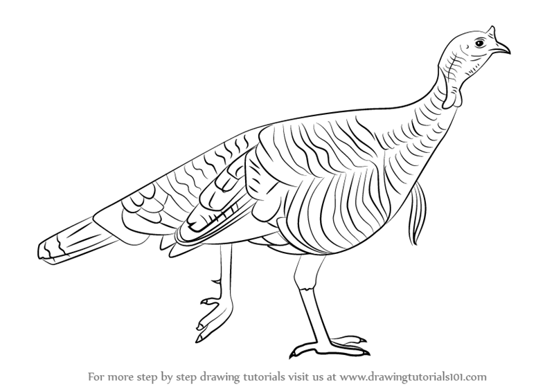 800x565 Learn How To Draw A Wild Turkey - How To Make A Turkey Drawing