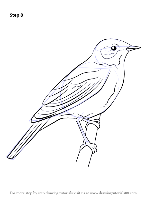 596x842 Learn How To Draw A Nightingale - How To Make Drawing