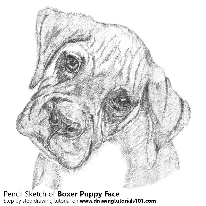 800x800 Boxer Puppy Face Pencil Drawing - How To Pencil Drawing