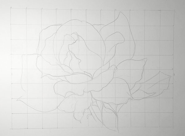 600x443 How To Draw A Rose - How To Shade A Rose Drawing