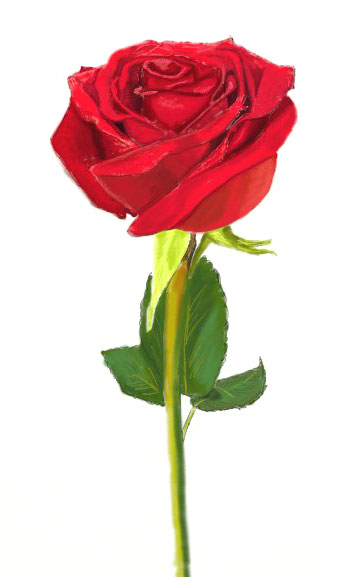 359x577 How To Draw A Rose - How To Shade A Rose Drawing