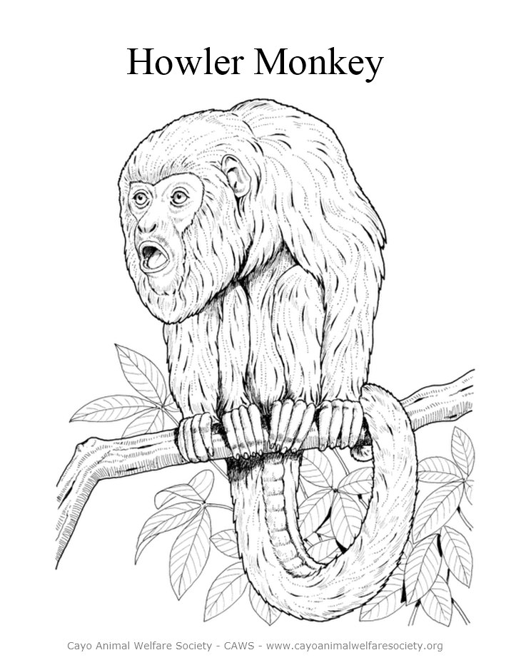 Howler Monkey Drawing at Explore collection of