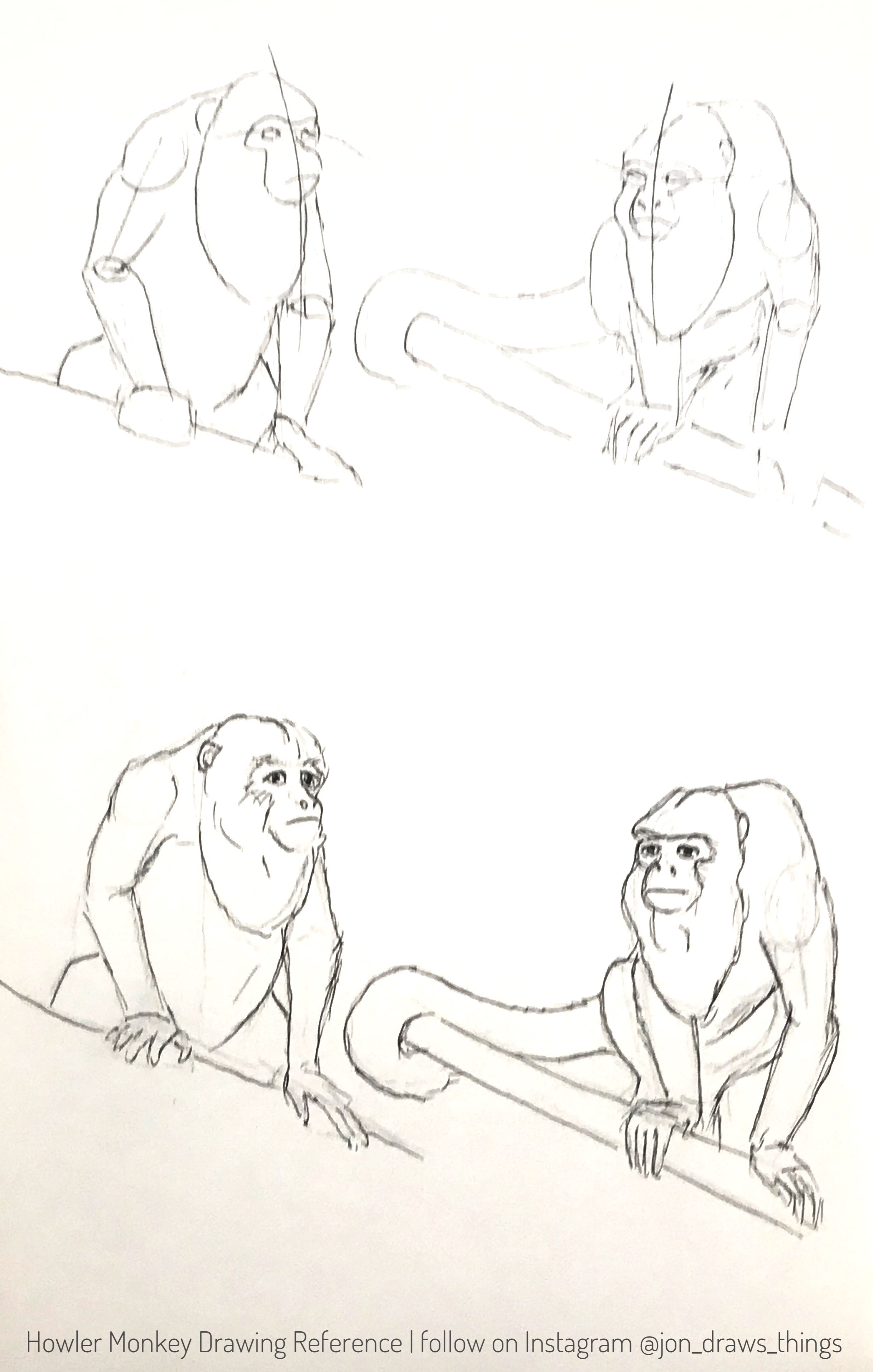 2438x3832 Howler Monkey Drawing Reference - Howler Monkey Drawing