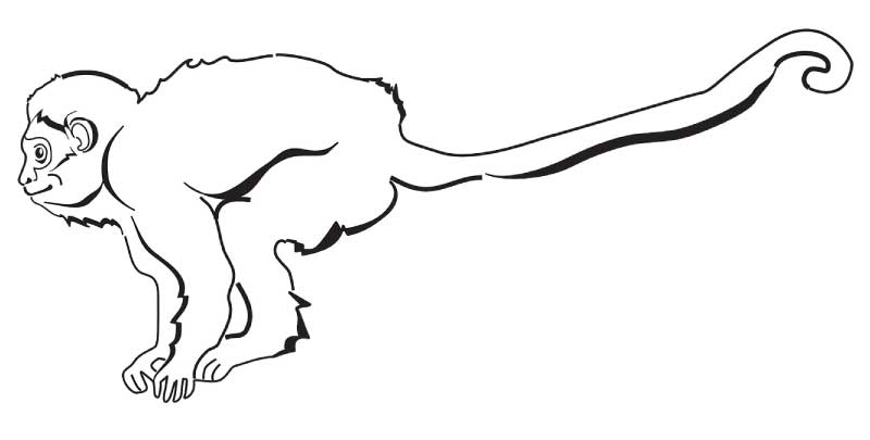 800x405 howler monkey facts and information from active wild - Howler Monkey Drawing