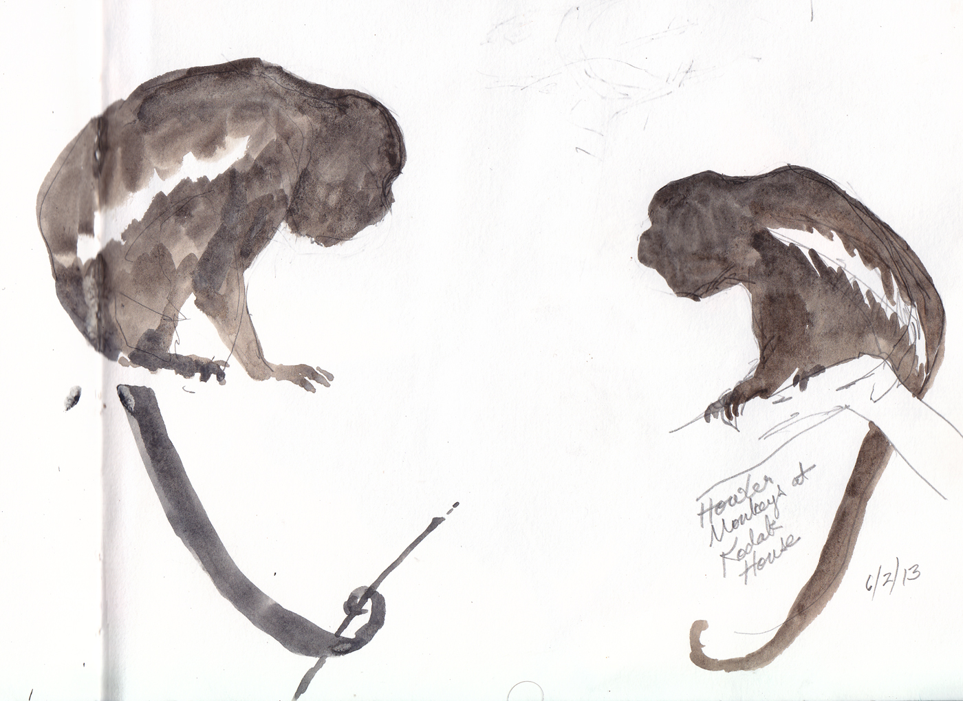 Howler Monkey Drawing at Explore collection of