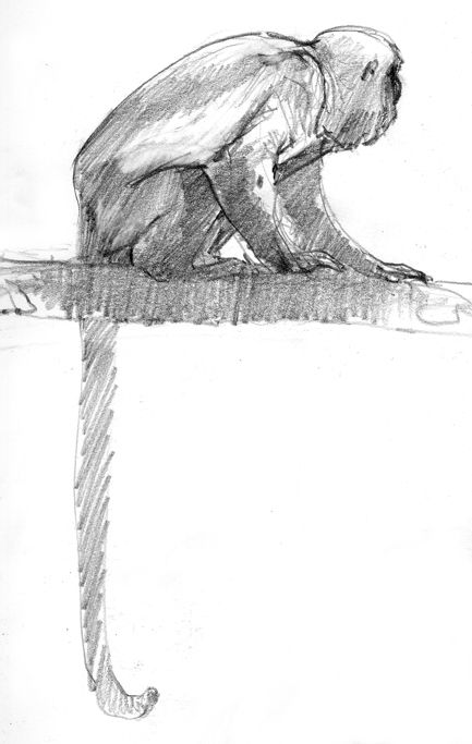 433x683 Spider Monkey Pencil Drawing Howler Monkey, Drawn In Panama - Howler Monkey Drawing
