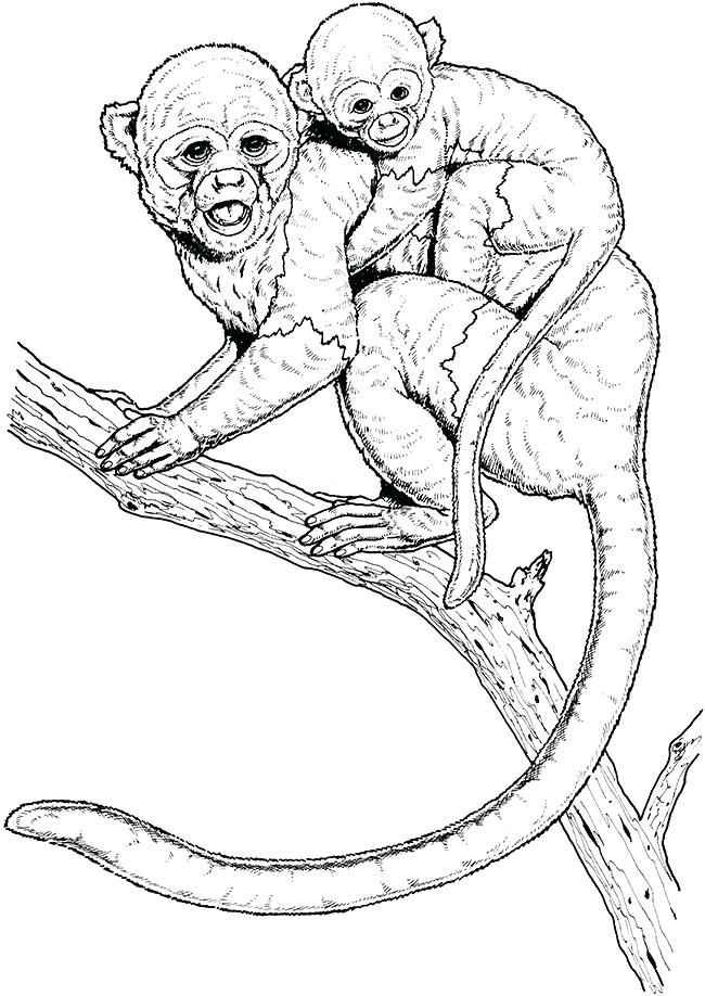 Download Howler Monkey Drawing at PaintingValley.com | Explore collection of Howler Monkey Drawing