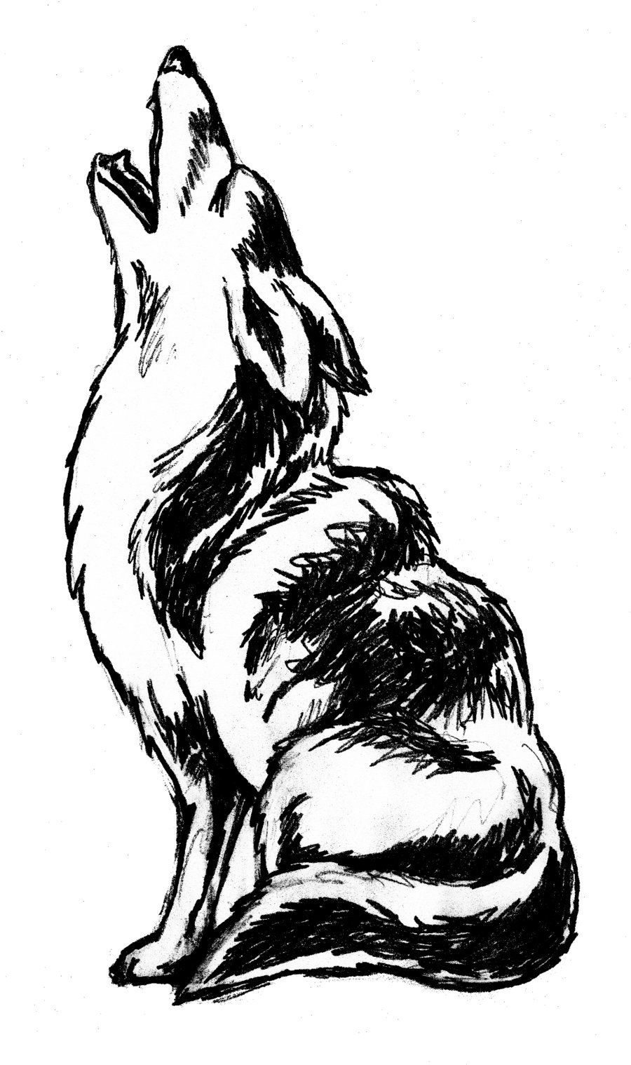 900x1518 coyote howling clip art howling coyote - Howling Coyote Drawing