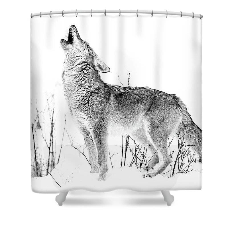 800x800 Howling Coyote Black And White Shower Curtain For Sale - Howling Coyote Drawing