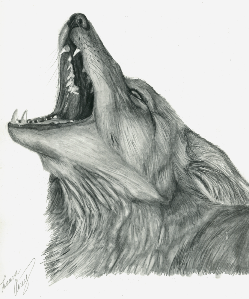 Howling Coyote Drawing at Explore collection of