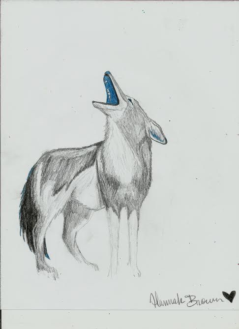486x669 Howling Coyote Pencil Drawings - Howling Coyote Drawing
