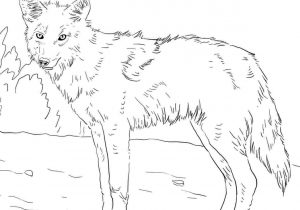 300x210 Ubisaferhubisafeorg Collection Easy Coyote Drawing Of Free Coyote - Howling Coyote Drawing