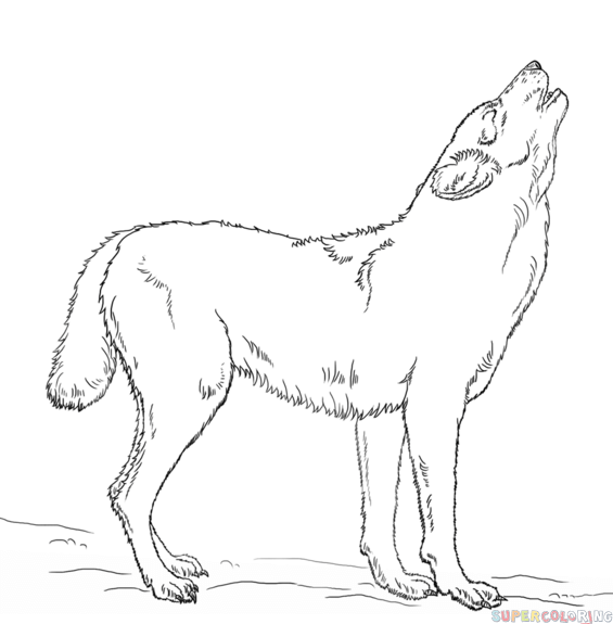 565x575 How To Draw A Howling Wolf Step - Howling Wolf Drawing Tutorial