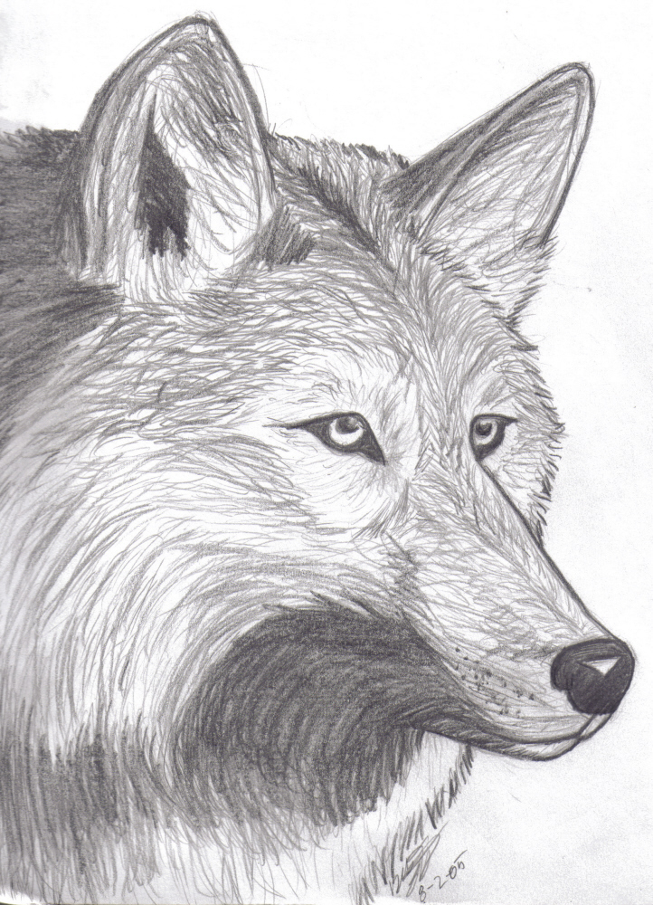 722x1000 How To Draw A Wolf Head Howling - Howling Wolf Head Drawing