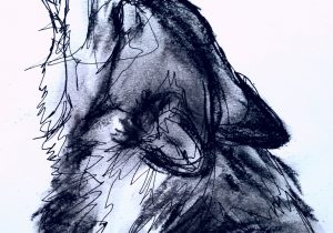 300x210 howling wolf drawing howling wolf pencil drawing howling wolf head - Howling Wolf Head Drawing