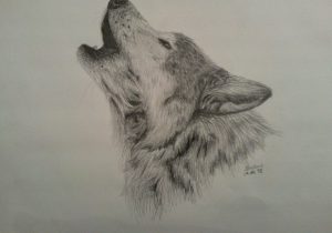 300x210 Howling Wolf Pencil Drawing Pencil Drawing Of A Wolf - Howling Wolf Head Drawing