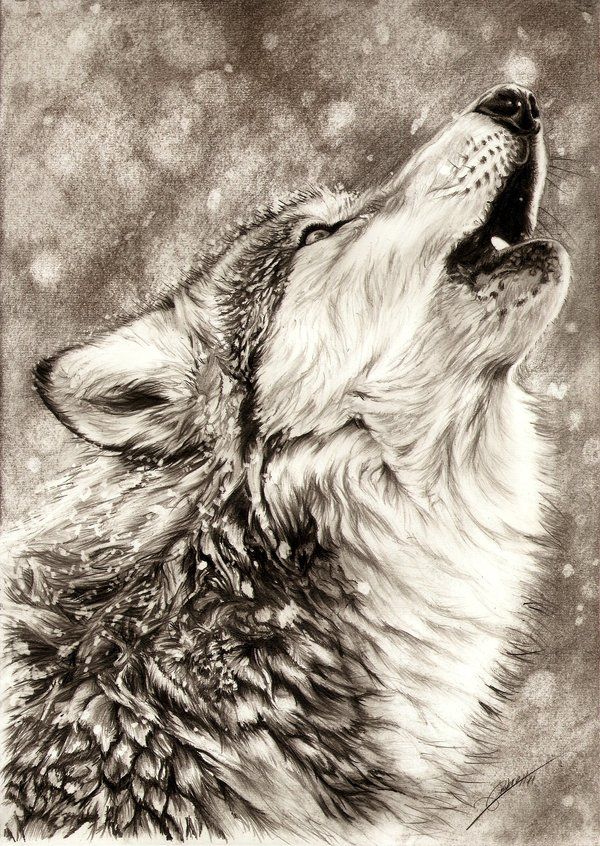 600x846 Woodburning Pencil Drawings - Howling Wolf Head Drawing